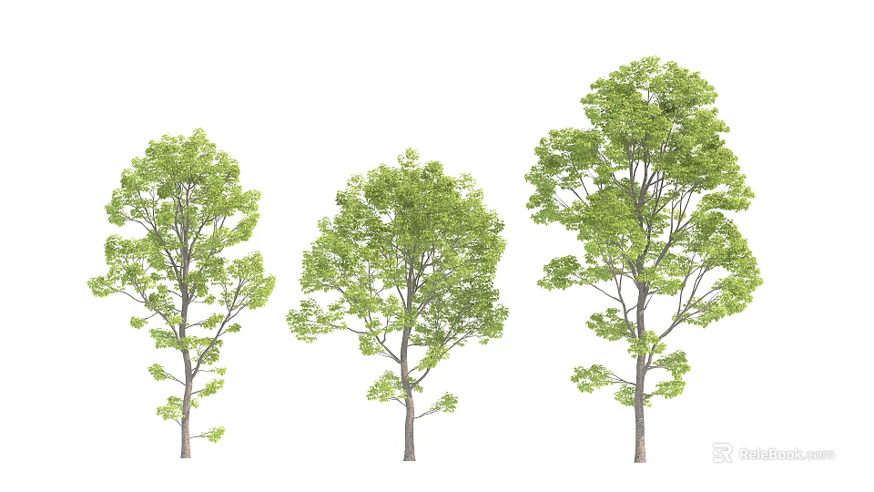 Three Realistic Arbor Trees With Green Leaves And Different Shapes On White Background 3d model