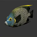Colorful Tropical Fish With Blue Head Yellow Eye Rings Black White Scales And Yellow Fin