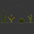 Various Cactus And Succulent Plants Display On Sandy Surface With Decorative Arrangement