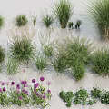 Different Kinds Of Grasses And Purple Flowers For Garden Decoration And Landscaping