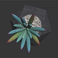 Bonsai Succulent Plant With Turquoise Leaves Pink Yellow Edges Gray Geometric Pot White Pebbles