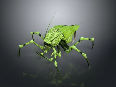 Green Flying Grasshopper with Slender Legs Detailed Body Texture Transparent Wings on Gray Background 3d model