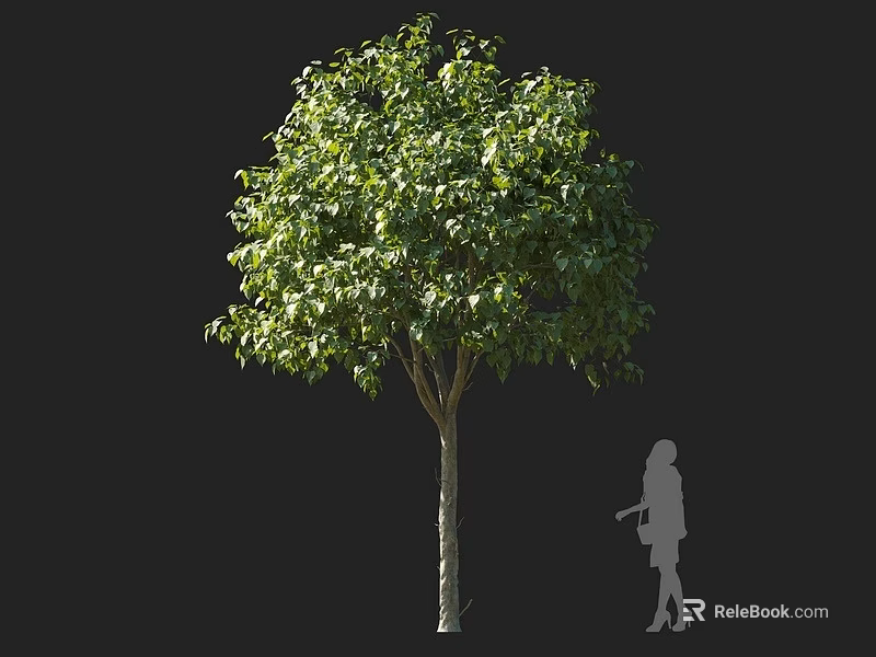 Tall Arbor With Lush Green Foliage Straight Trunk Beside Human Silhouette For Scale 3d model 
