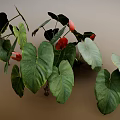 Tropical Indoor Plants With Large Green Leaves And Red Flowers For Home Decor
