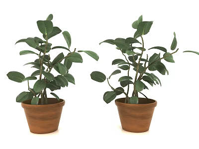 Modern potted plants 3d model