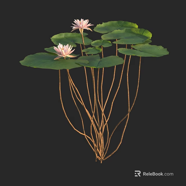 Beautiful Pink Lotus Flowers With Green Leaves Long Stems And Natural Growth 3d model 