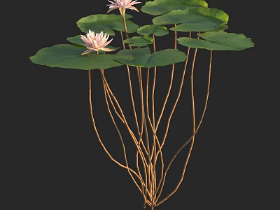 Beautiful Pink Lotus Flowers With Green Leaves Long Stems And Natural Growth 3d model