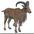 Brown Fur Goat With Large Curved Horns Standing On Green Grassland