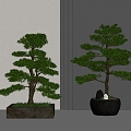 New Chinese Pine Bonsai Podocarpine 3d model