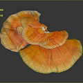 Fresh Edible Orange Ganoderma Mushroom Natural Food With Vibrant Color And Organic Texture