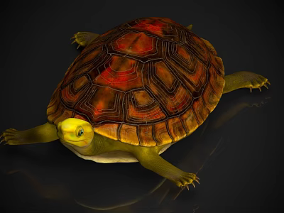 Aquatic Turtle With Yellow Head And Red Brown Patterned Shell On Dark Background 3d model