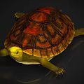 Aquatic Turtle With Yellow Head And Red Brown Patterned Shell On Dark Background 3d model