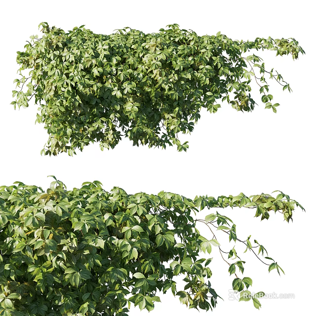 Lush Green Vine Plants With Dense Foliage 3d model 