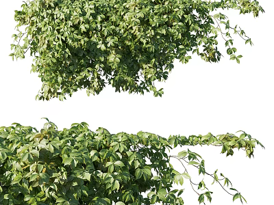 Lush Green Vine Plants With Dense Foliage 3d model