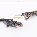 Two Reptile Lizards With Detailed Skin Patterns On White Background