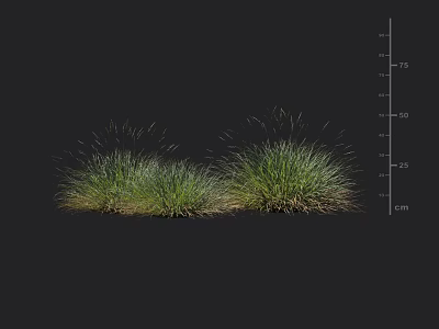 Two Lush Green Shrubs With Natural Foliage Growth On Black Display Background 3d model