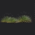 Two Lush Green Shrubs With Natural Foliage Growth On Black Display Background