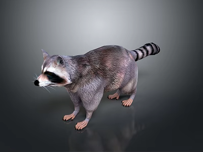 Detailed Raccoon With Gray Fur Striped Tail And Black White Face On Reflective Surface 3d model