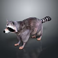 Detailed Raccoon With Gray Fur Striped Tail And Black White Face On Reflective Surface