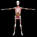 Human Limbs Skeletal System 3D Anatomical Model With Extended Arms And Legs