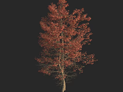 Tall Autumn Tree With Vibrant Red Leaves Against Black Background 3d model
