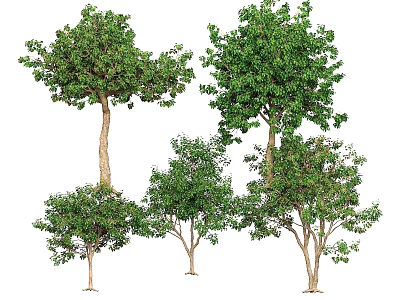 Arbor Trees With Lush Green Canopies Natural Shapes And Varied Sizes 3d model