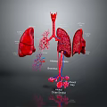 Medical Device 3D Anatomical Respiratory System Model with Labeled Parts Showing Lungs Trachea Bronchi Alveoli