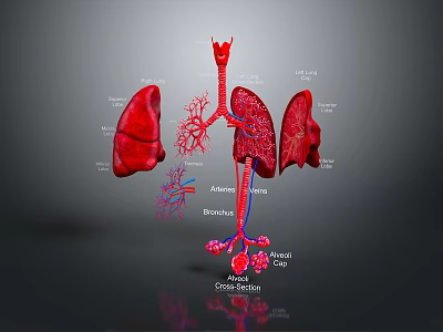 Medical Device 3D Anatomical Respiratory System Model with Labeled Parts Showing Lungs Trachea Bronchi Alveoli 3d model