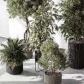 Indoor Bonsai Potted Plants with Olive Tree Fern and Large Leaf Varieties in Stylish Pots