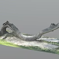Natural Curved Wooden Log with Organic Shape on Grass Covered Ground