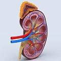 Human Abdominal Organ Kidney 3D Anatomical Model With Blood Vessels And Internal Structures