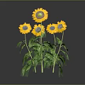 Bright Yellow Sunflowers With Green Stems And Leaves On Gray Background