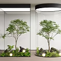 Indoor Landscape With Transparent Glass Containers Trees Stones Green Plants And Small Lights