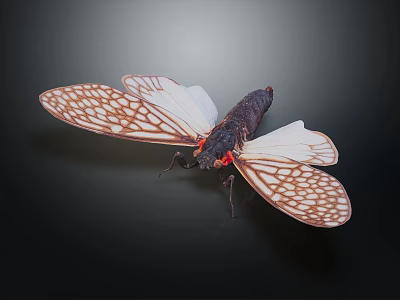 Cicada with White Brown Patterned Wings Black Body and Red Head 3d model