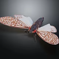 Cicada with White Brown Patterned Wings Black Body and Red Head 3d model