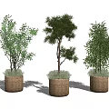 Three Bonsai Potted Plants with Woven Baskets and Lush Green Foliage
