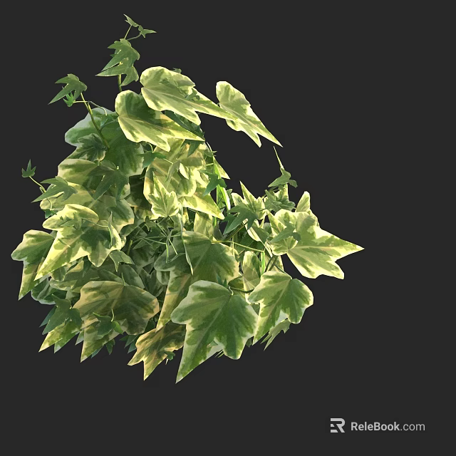 Lush Green Ivy Plant With Variegated Leaves For Indoor Decoration 3d model 