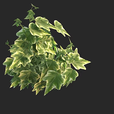 Lush Green Ivy Plant With Variegated Leaves For Indoor Decoration 3d model