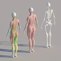 Human Anatomy Models Standing Displaying Skeleton Muscles And Colorful Anatomical Structures