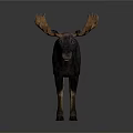 Moose With Large Antlers Standing On Grey Background Displaying Dark Body