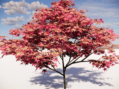 Vibrant Arbor With Red And Pink Leaves Under Blue Sky And White Clouds 3d model