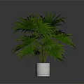 Green Palm Plant With Large Green Leaves In White Pot On Dark Background