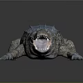 3D Crocodile Model With Blue Back Open Mouth And Gray Background Reflection