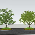 Two Lush Arbor Trees in Circular Planters on Paved Ground with Blue Sky
