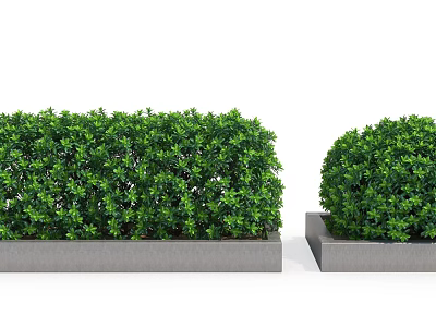 Neatly Trimmed Green Shrubs Grown In Rectangular Concrete Planters For Garden Landscaping Design 3d model