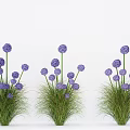 Decorative Plant Combination With Purple Round Flowers And Green Grass Like Leaves