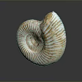 Chi chrysanthemum stone ancient fossil stone chrysanthemum fossil items 3d model
