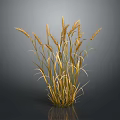 Golden Wheat Plant with Tall Upright Stalks on Dark Background