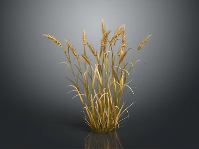 Golden Wheat Plant with Tall Upright Stalks on Dark Background 3d model