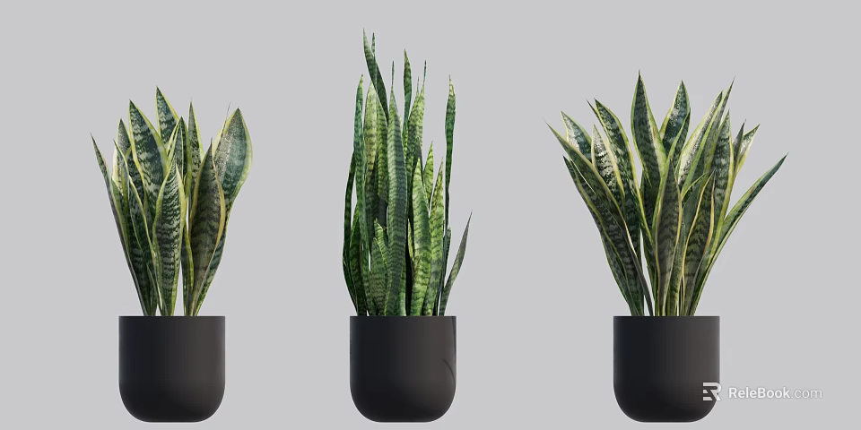 Three Snake Plant Bonsai in Black Pots with Green Striped Leaves 3d model 